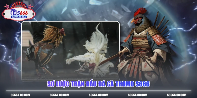 Sơ lược trận đấu đá gà thomo S666