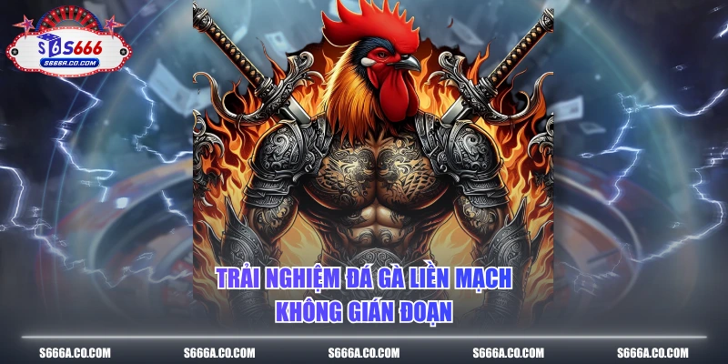 Trải nghiệm đá gà liền mạch, không gián đoạn